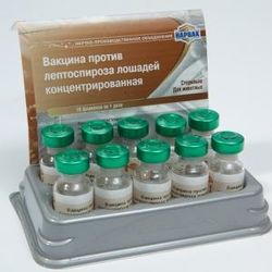 Вакцина против лептоспироза лошадей 
