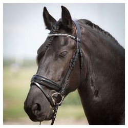 Уздечка трензельная Diamond Lacque (лаковое) (Harrys Horse, Нидерланды)